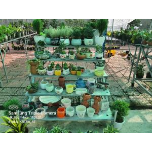 Cty TNHH Hoa Kiểng Bách Hoa