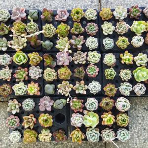 Cty TNHH Hoa Kiểng Bách Hoa