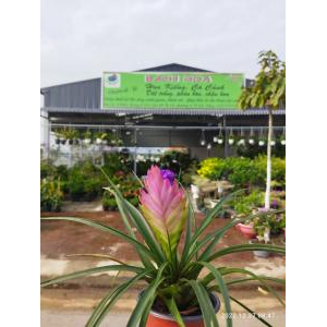 Cty TNHH Hoa Kiểng Bách Hoa