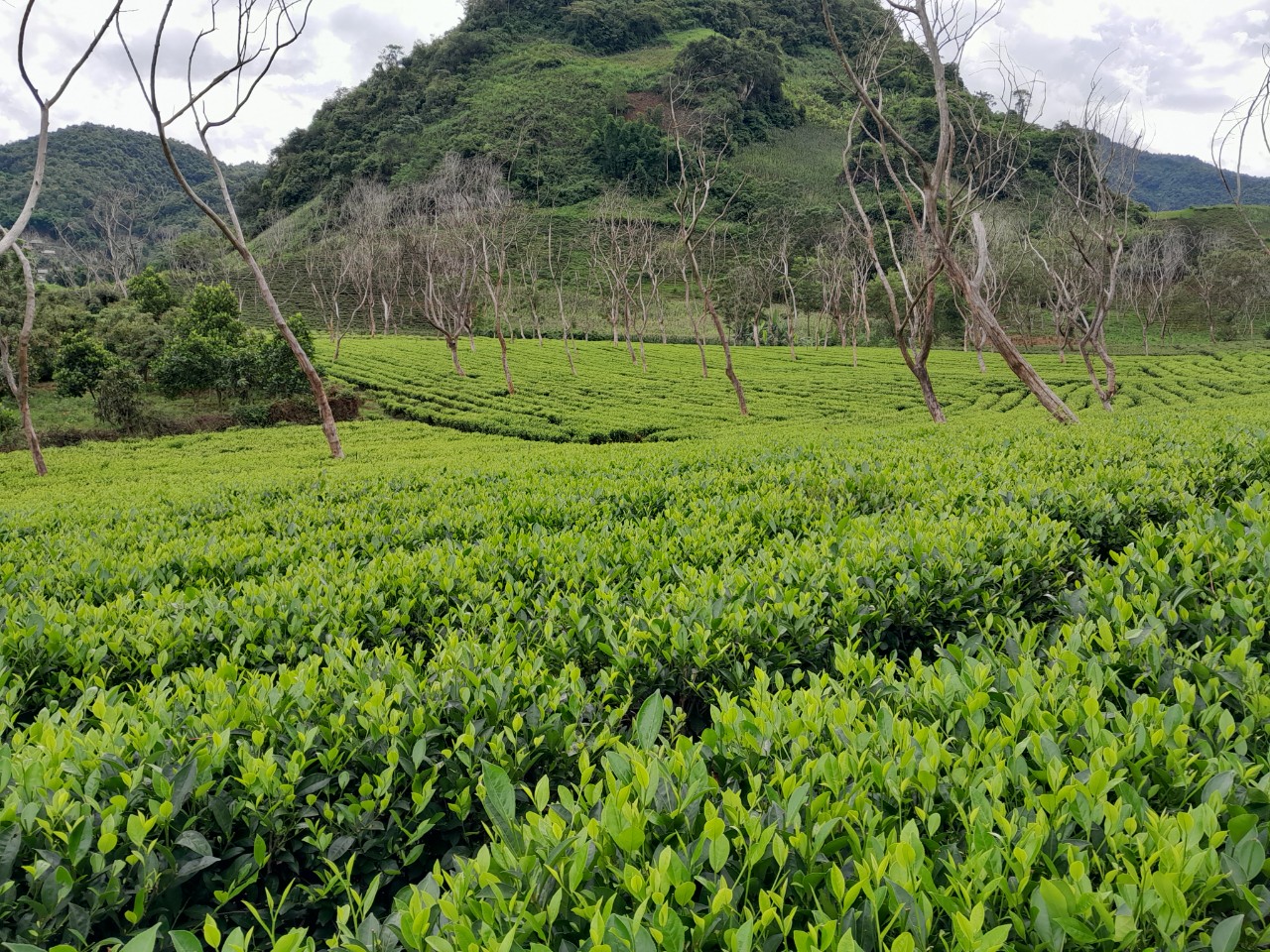 Giới thiệu sản phẩm