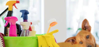 4. Kết Luận: PET KLEEN Có Tốt Không?